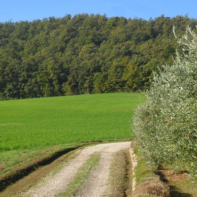 Vista verso il nostro bosco