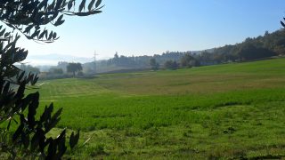 View from the olive grove towards the valley
