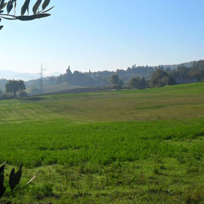 Vista dall'uliveto verso la valle