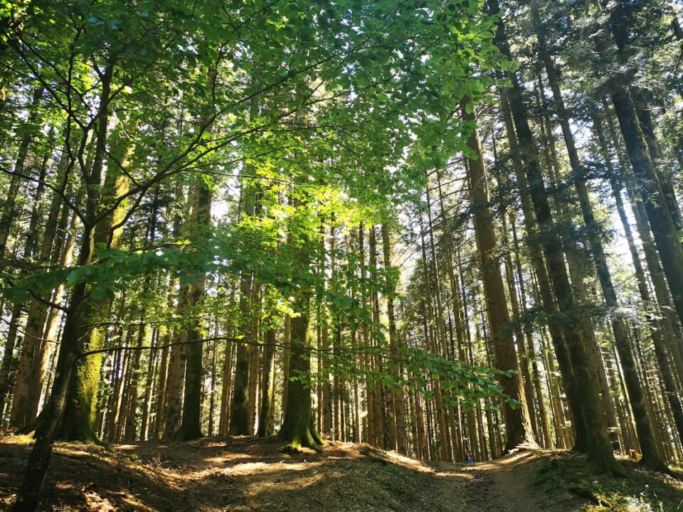 The beech and fir forest around Camaldoli – Camaldoli, Casentino