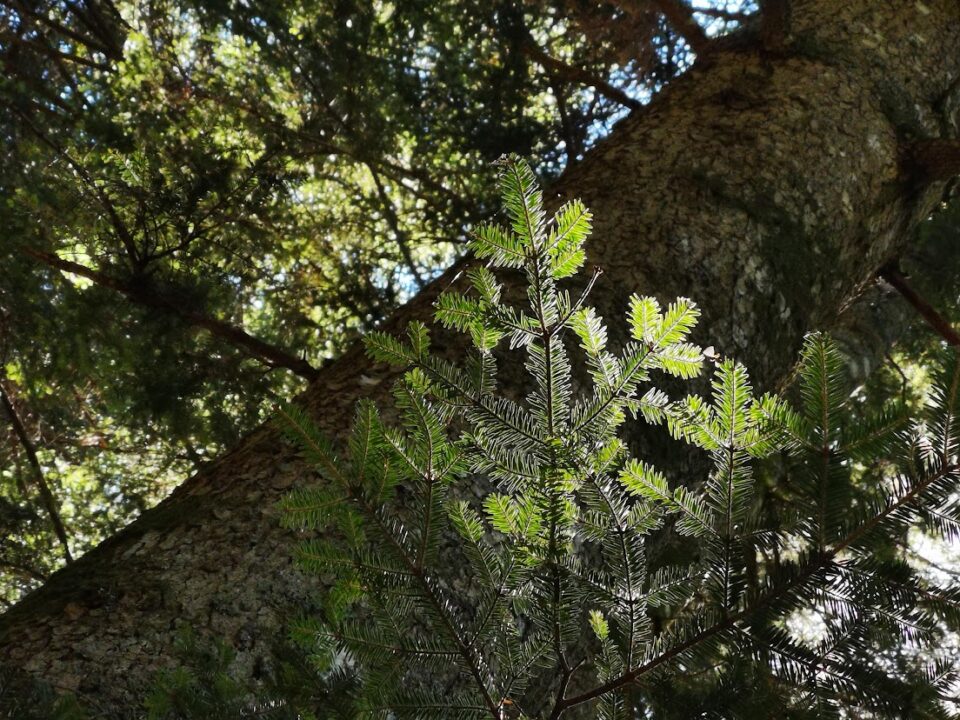 A young silver fir against the trunk of an ancient tree – Camaldoli, Casentino