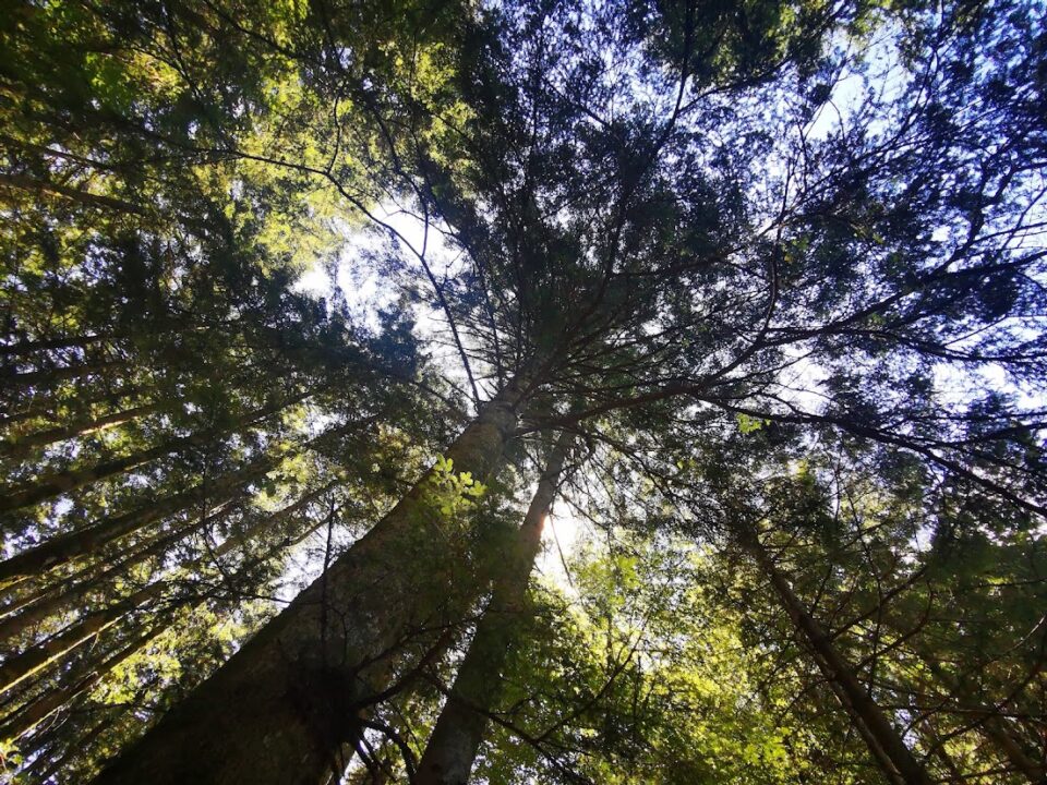 Centuries-old fir trees seen from below – Camaldoli, Casentino