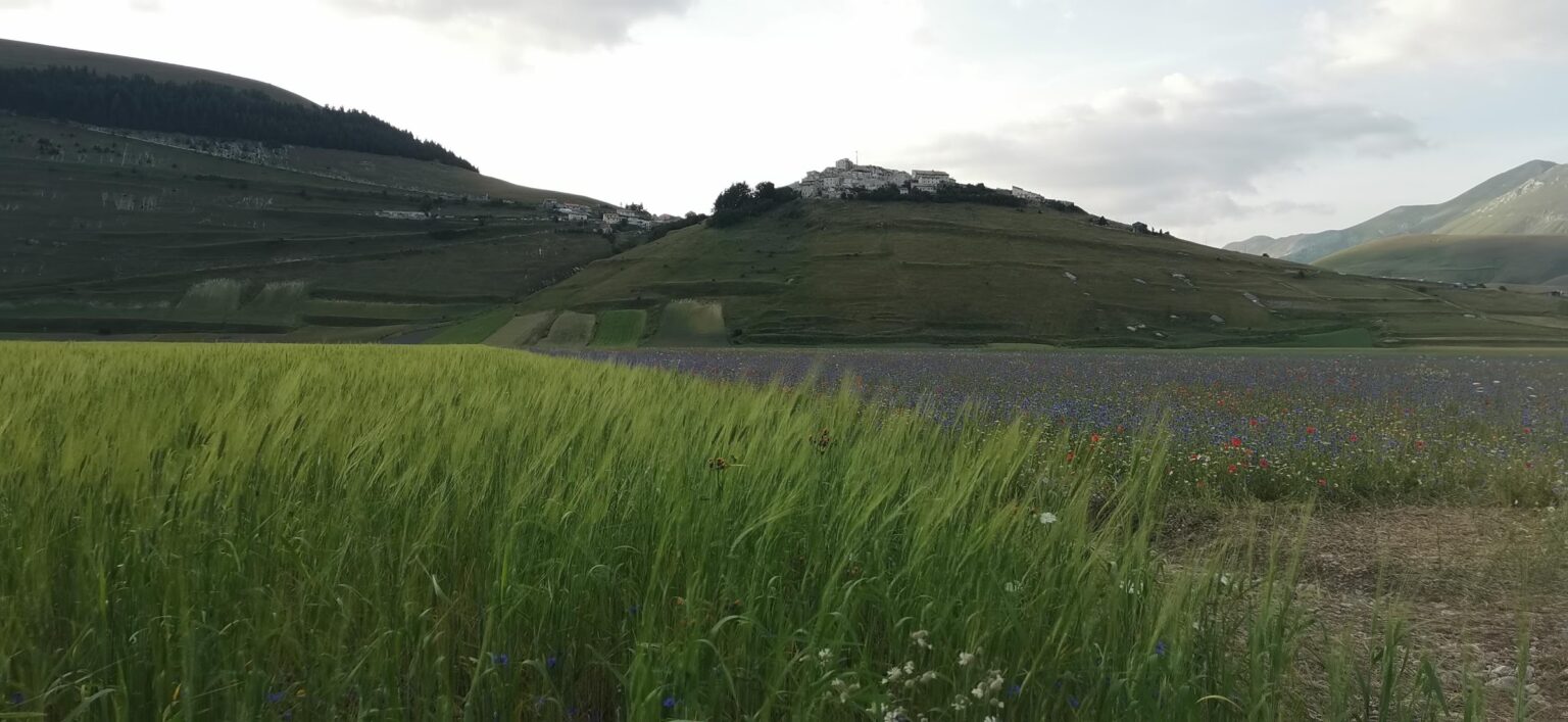 Castelluccio on its hill, among wheat and cornflowers – Castelluccio di Norcia
