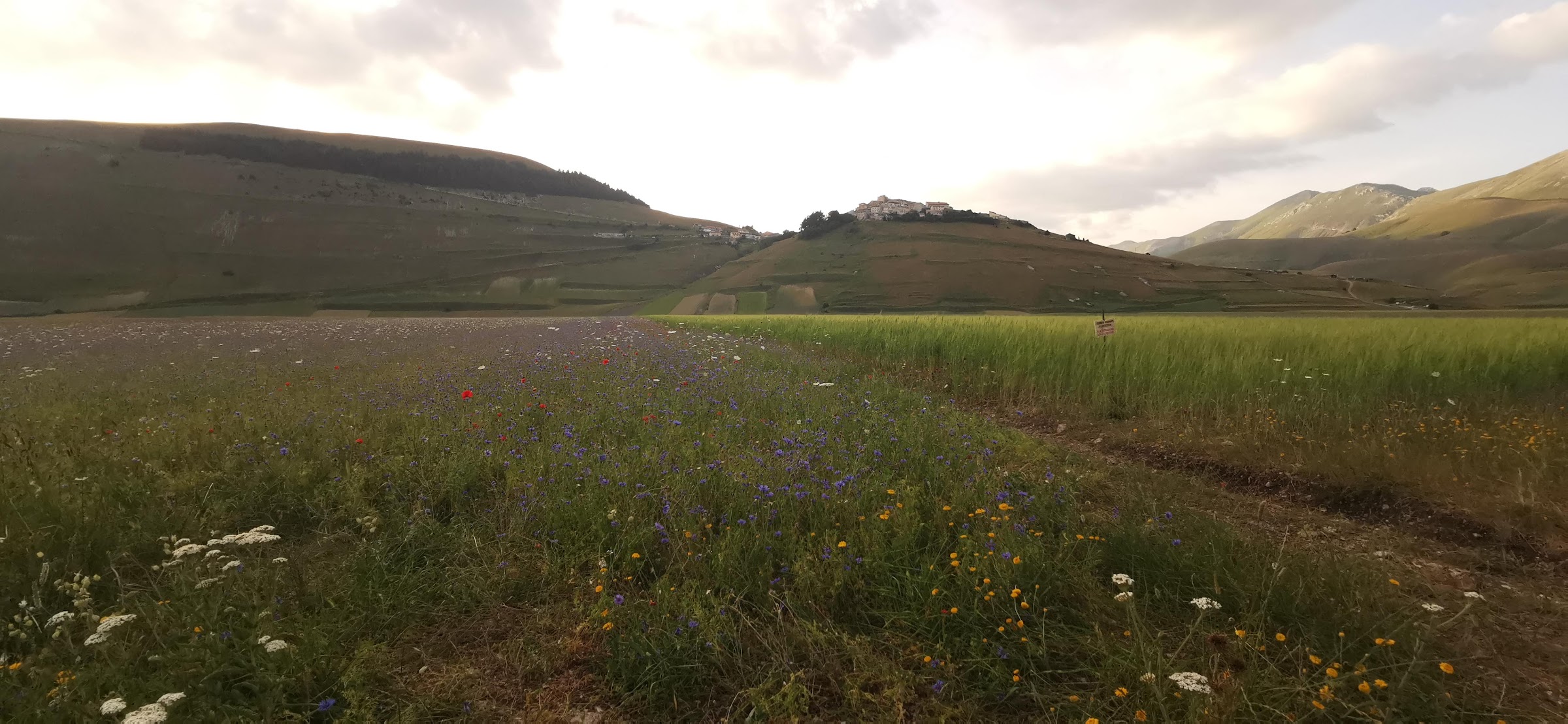 The flowering: cornflowers, poppies and daisies below Castelluccio – Castelluccio di Norcia