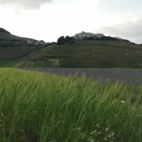 Castelluccio on its hill, among wheat and cornflowers – Castelluccio di Norcia